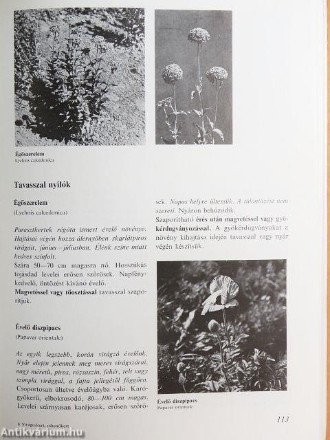 Virágoskert, pihenőkert