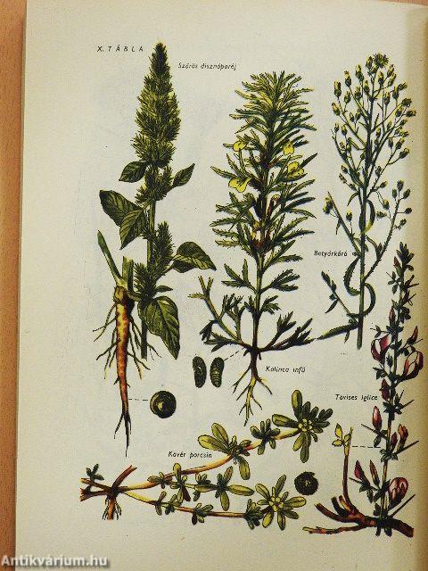 Tanulmányutak, megfigyelések, kísérletek