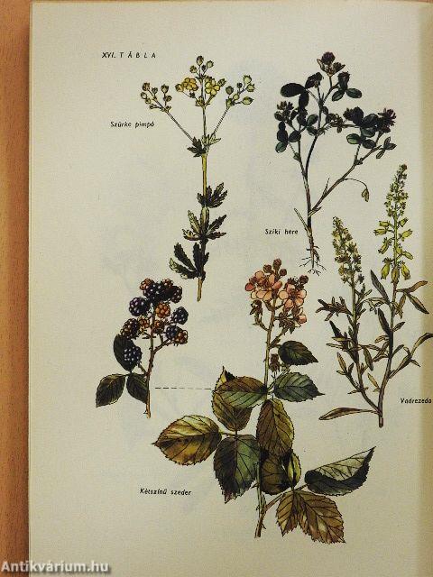 Tanulmányutak, megfigyelések, kísérletek