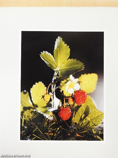 Augenblicke zum Glücklichsein