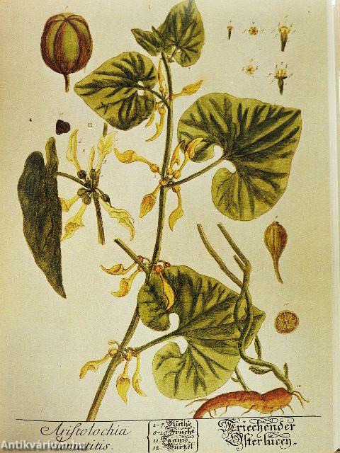 Kraft der Heilpflanzen