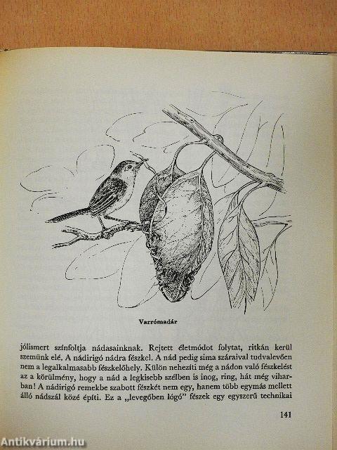 Építőművészek az állatvilágban