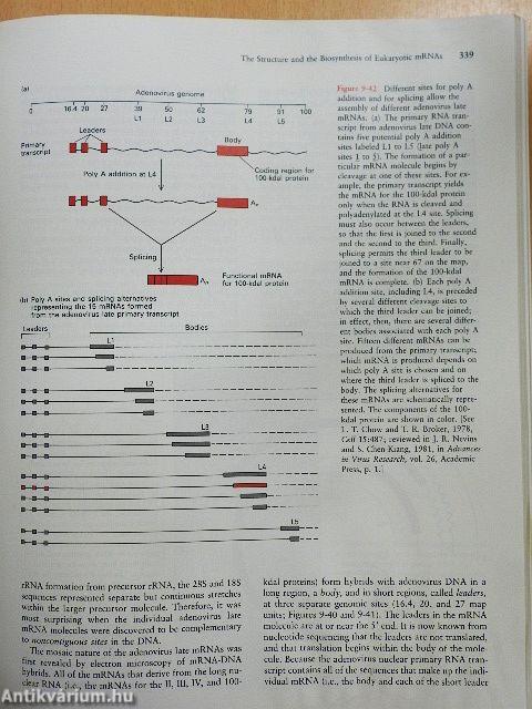 Molecular Cell Biology