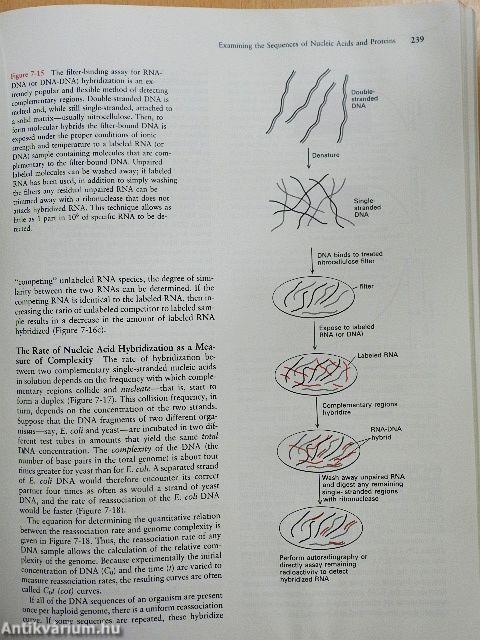 Molecular Cell Biology