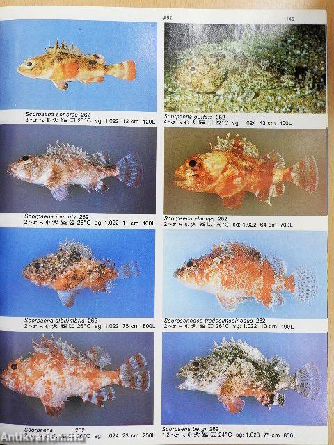 Dr. Burgess's Atlas der Meerwasser Aquarium Fische