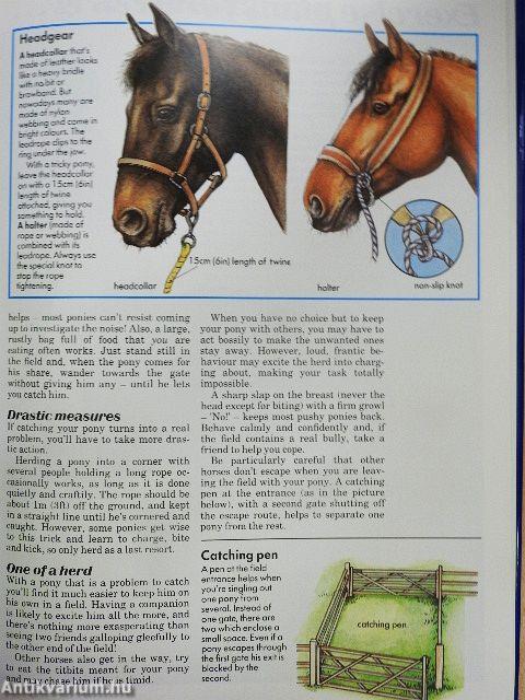 The Complete Guide to Horse & Pony Care