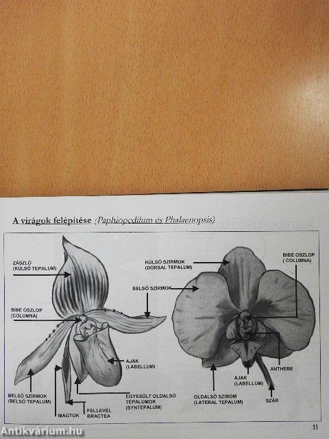 Orchideák lakásunkban