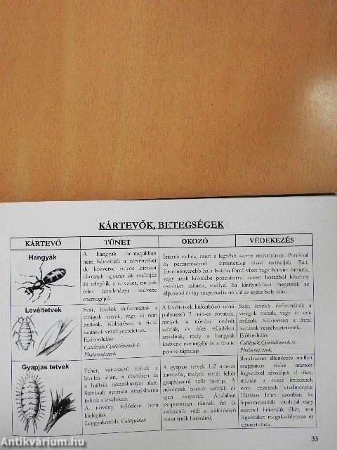 Orchideák lakásunkban