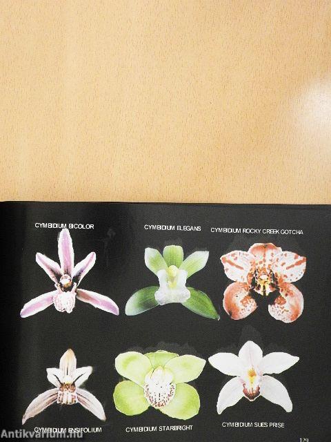 Orchideák lakásunkban