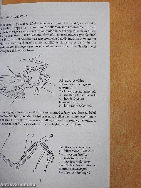 Madarak bonckés alatt