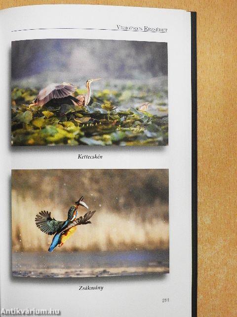 Győri antológia 2020