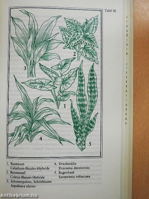 Pflanzen in unserer Wohnung