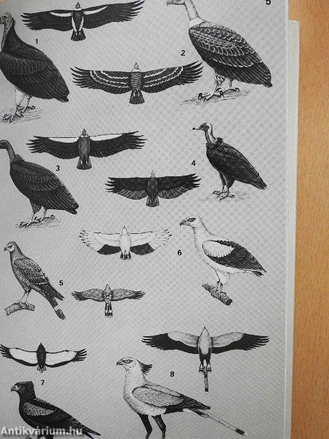 A Field Guide to the Birds of West Africa