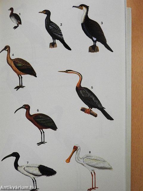 A Field Guide to the Birds of West Africa