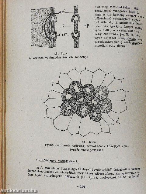 Sejttani gyakorlatok