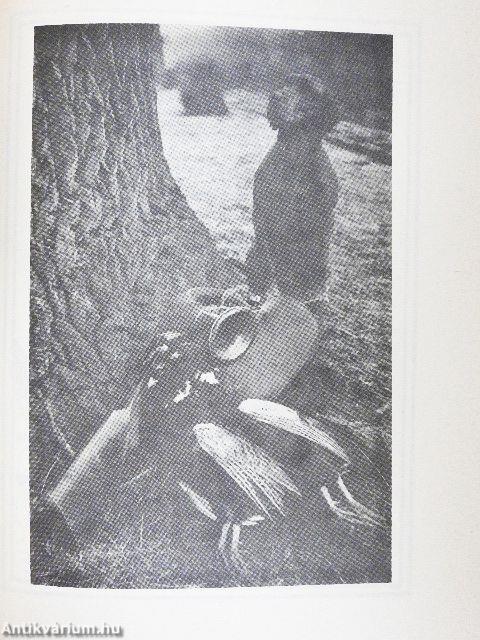 Nemzetközi FCI CACIB Derby Kutyakiállítás 1986.