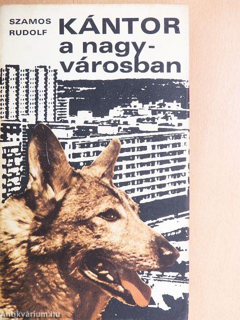 Kántor a nagyvárosban