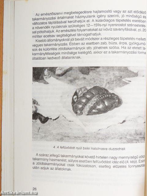 Nyúlbetegségek és orvoslásuk