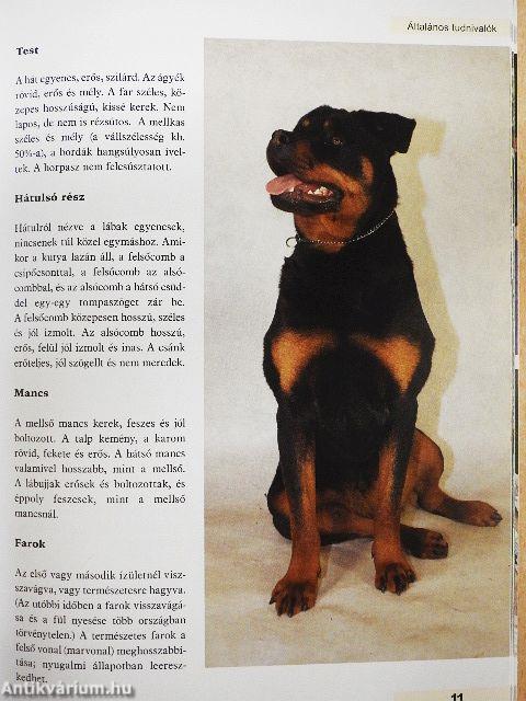Rottweiler