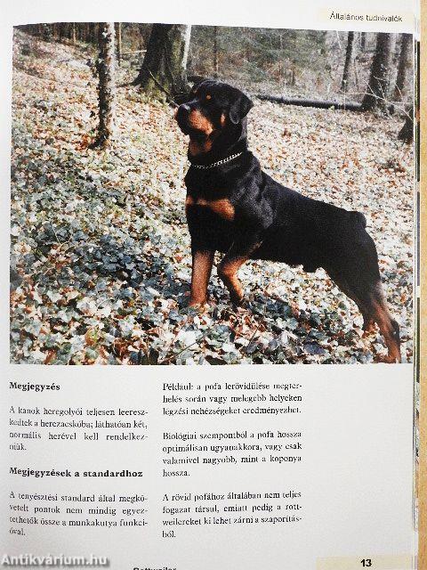Rottweiler