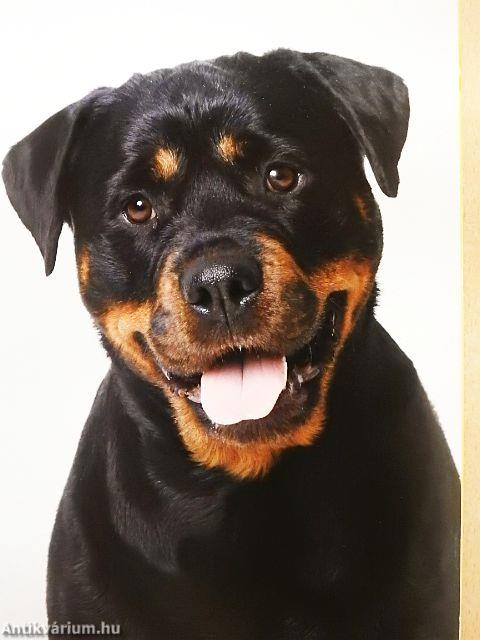 Rottweiler