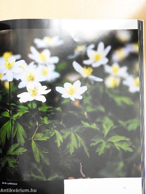 A Szarvasi Arborétum