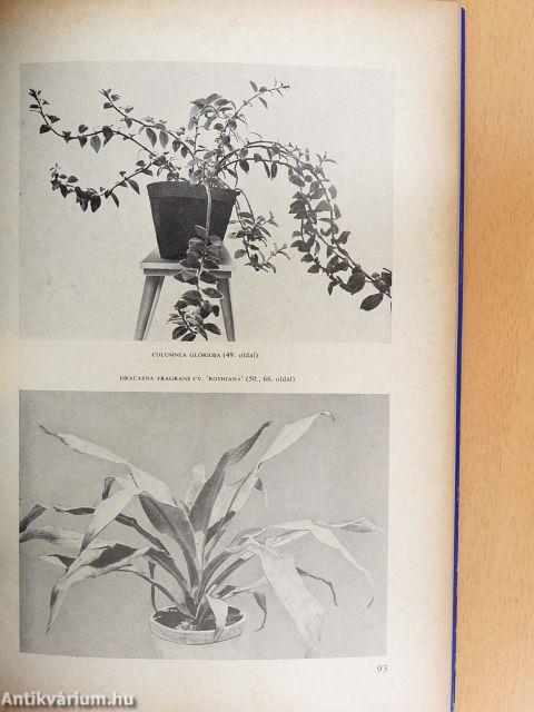 Szobanövények tápoldatos nevelése