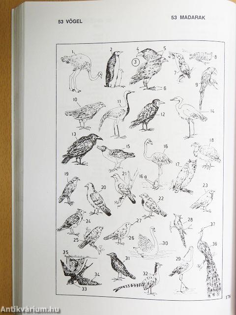 Képes német-magyar szótár