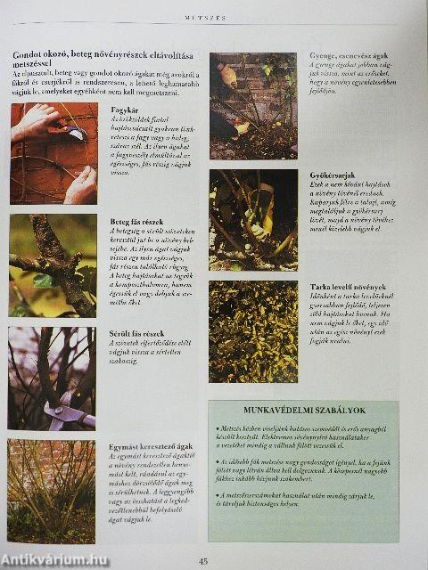 A hétvégi kertész