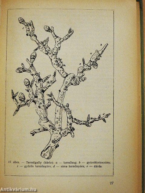 Gyümölcsfák és bokrok metszése