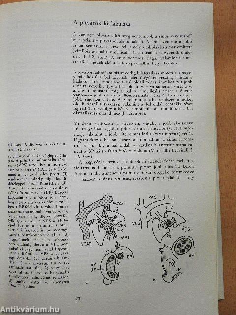 A veleszületett szívbetegségek klinikopatológiája