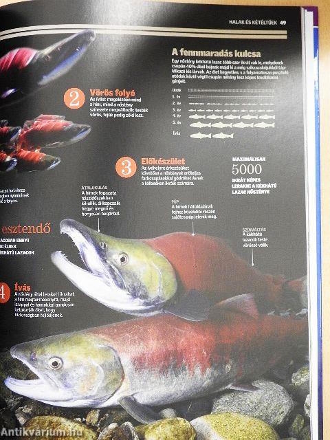 Halak és kétéltűek