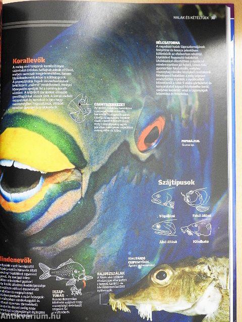 Halak és kétéltűek