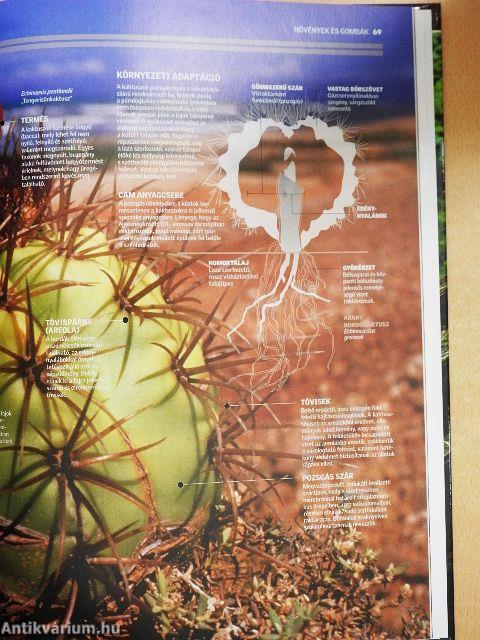 Növények és gombák