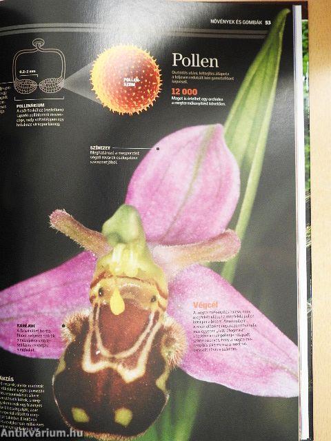 Növények és gombák