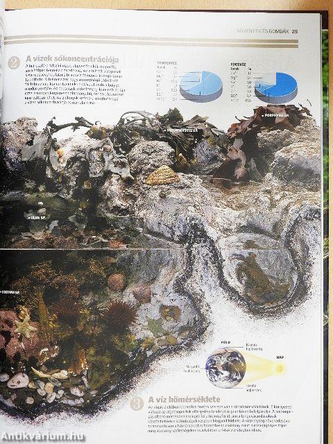 Növények és gombák