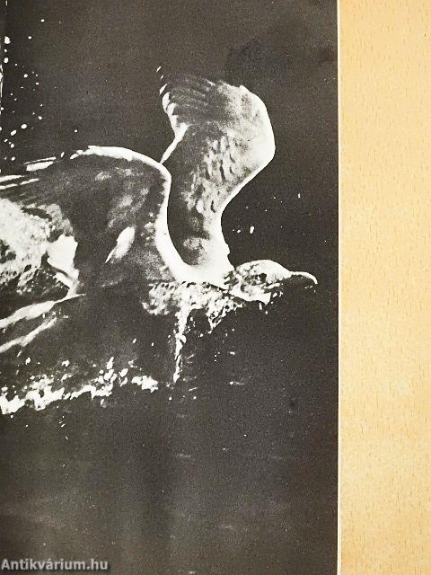 Juan Salvador Gaviota