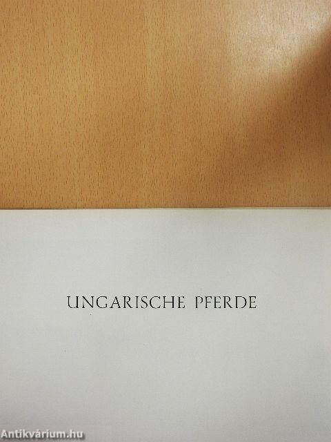 Ungarische pferde