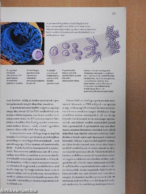 Termékenység & fogamzás