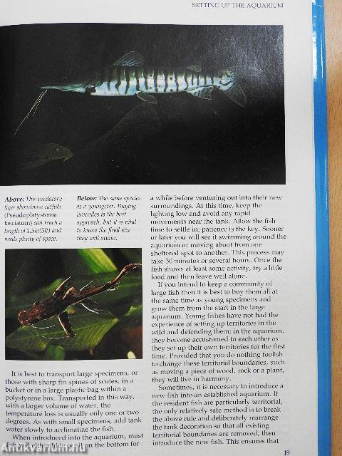 The Manual of Tank Busters