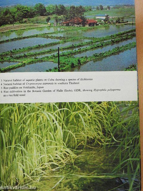The Complete Guide to Water Plants