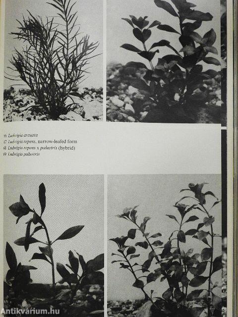 The Complete Guide to Water Plants