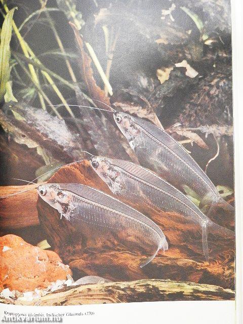 Das Süßwasser Aquarium