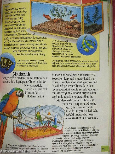 Lányok kézikönyve