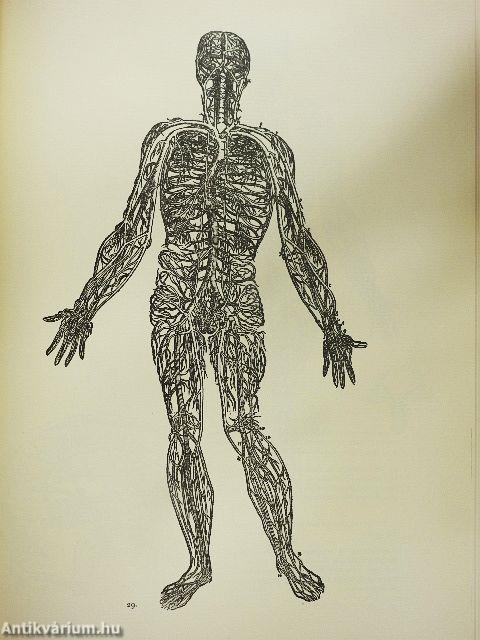 De humani corporis fabrica