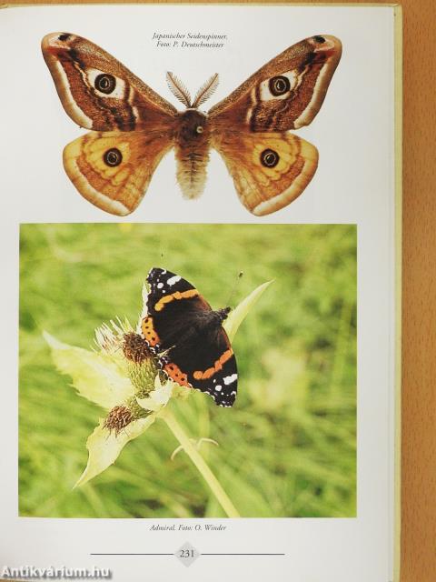 Raaba (dedikált példány)