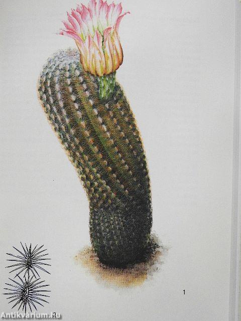 The Illustrated Guide to Cacti