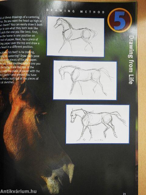 Learn to draw Horses