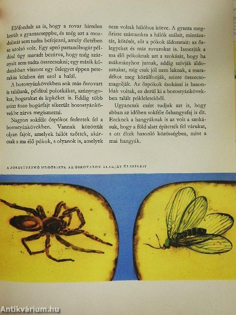 Az élet útja a Földön