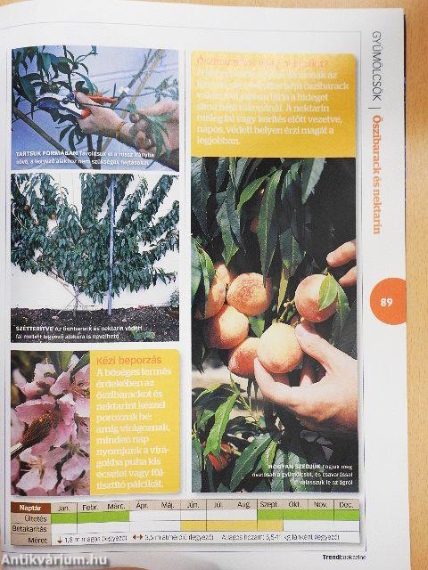 Saját veteményeskert 2020/1.